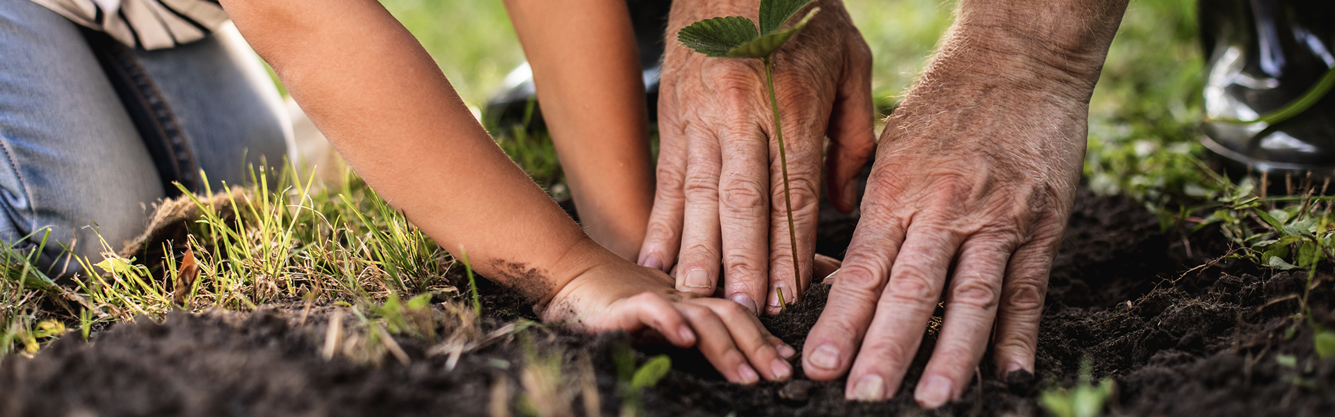 Young person hands and elderly person hands planting a tree together